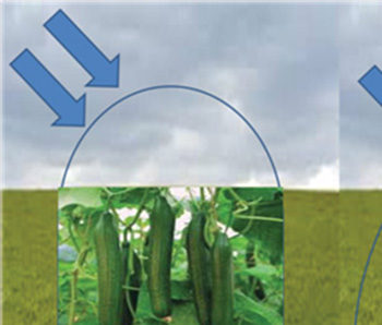 RESISTANCE AU VENT ET AUX ELEMENTS NATURELS